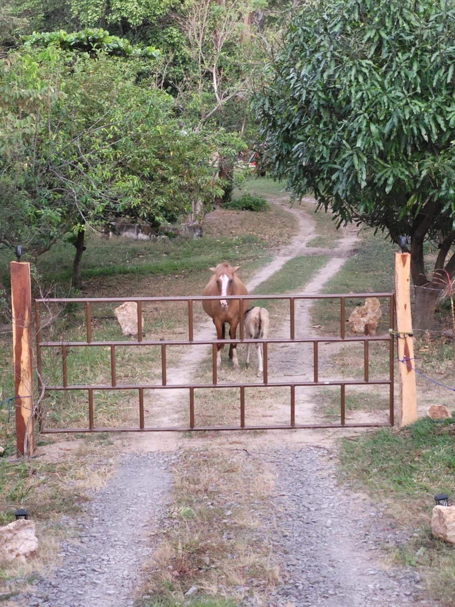 Hacienda En Los Volcanes Guayabo  Exterior foto
